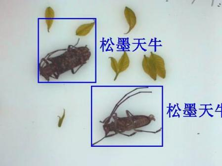 物聯(lián)網(wǎng)天牛智能監(jiān)測(cè)系統(tǒng)圖片2